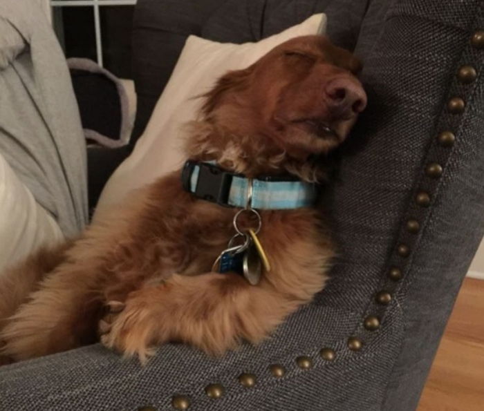 하루가 고단했던 닥스훈트의 ‘꿀잠’ 시간