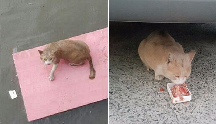 태풍 차바에 떠내려가다 극적 구조된 ‘아기 길냥이’ 근황