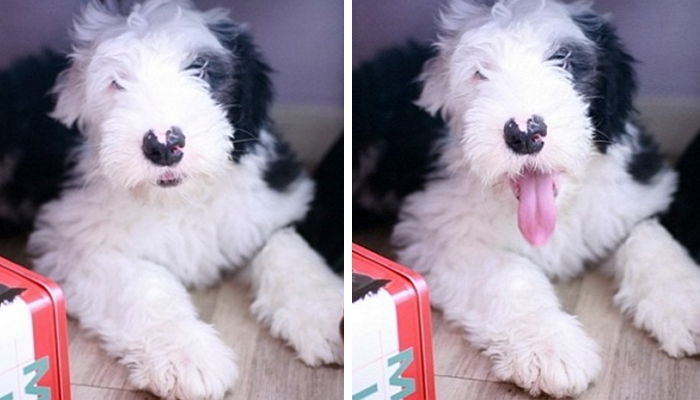 강아지 ‘하트’ 잡아먹은 마을 주민들이 한 말