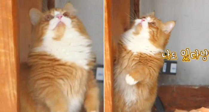 산체·벌이·겨울이에 이어 ‘삼시세끼’에 등장한 아기 고양이 (영상)