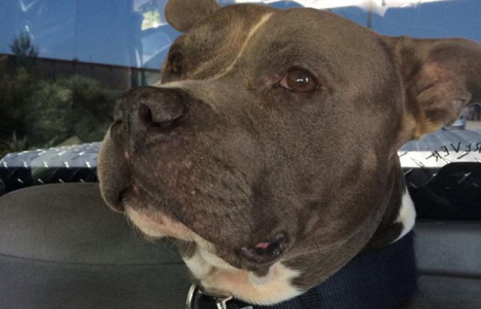 안락사 이틀 전 극적으로 주인 찾은 강아지