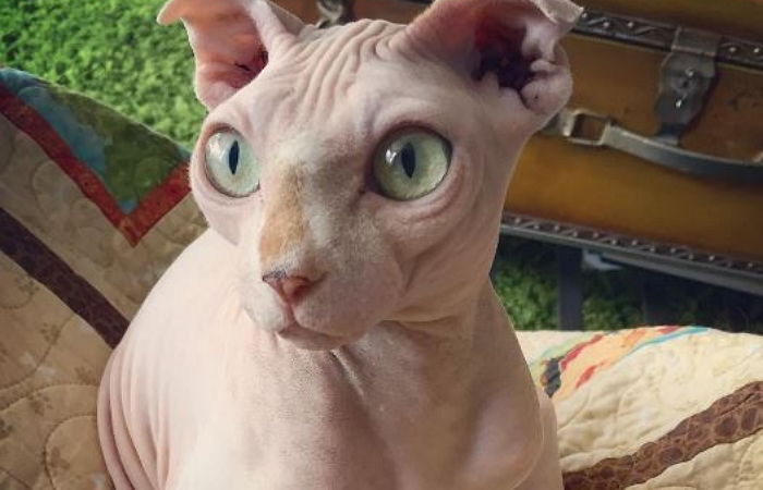 이별 후 스핑크스 고양이 ‘남자친구’로 맞은 여성