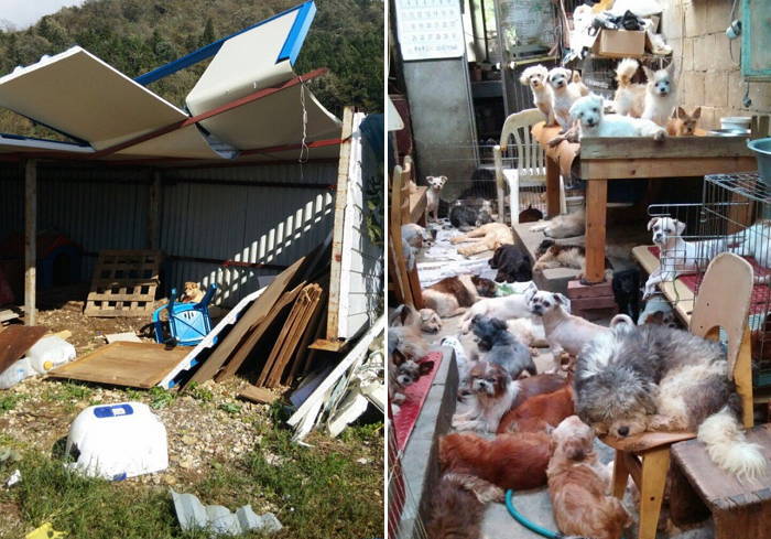 “태풍으로 폐허가 된 보호소에 있는 유기견들을 도와주세요”