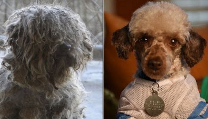 강아지 공장에서 구출된 모견의 놀라운 변화 (영상)