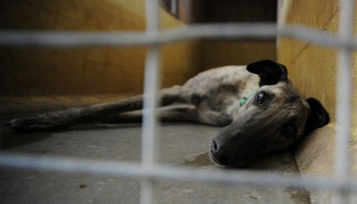굶주린 채 ‘개경주’ 하다가 죽어가는 강아지들 (영상)