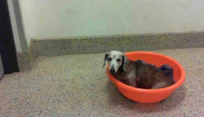 전신 마비된 채 플라스틱 바구니에 담겨 버려진 강아지