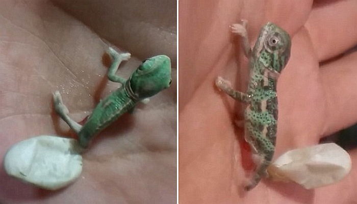 알에서 부화하자마자 몸 색깔 바꾸는 ‘아기 카멜레온’ (영상)