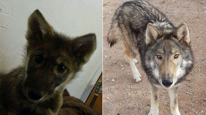 “공짜로 받은 아기 강아지가 알고 보니 ‘늑대’였어요”