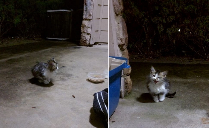 “폭풍우가 몰아치던 날, 살려달라며 문 두드린 아기 냥이”