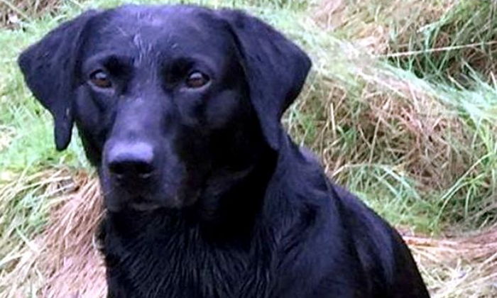 주인 구하려다 집 칩입한 강도 칼에 찔린 강아지