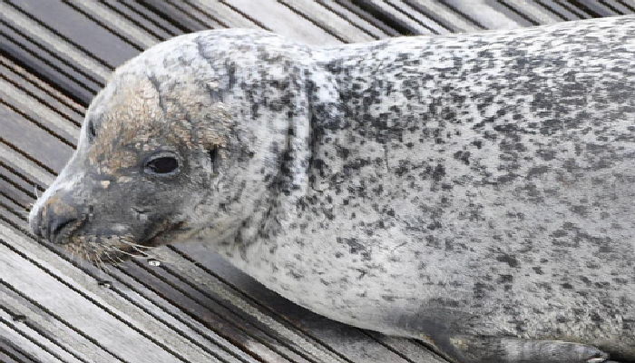굶주림에 마을까지 왔지만 결국 목숨 잃은 바다표범