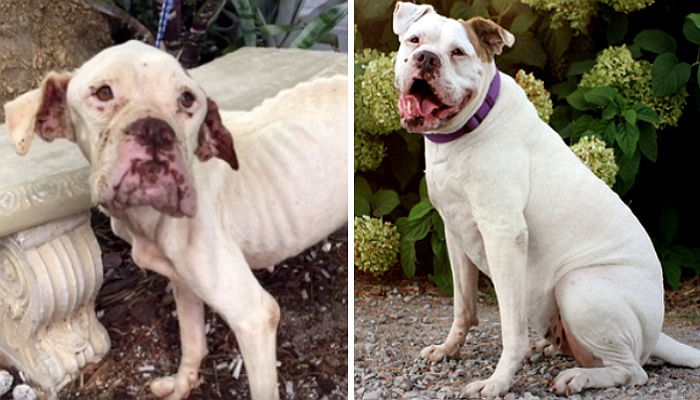 학대 당한고 버려진 강아지가 새 주인 만나고 지은 ‘미소’