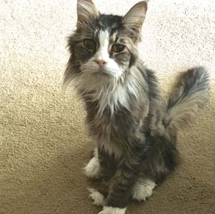 죽음 앞두고 주인에 ‘작별 인사’하려는 고양이