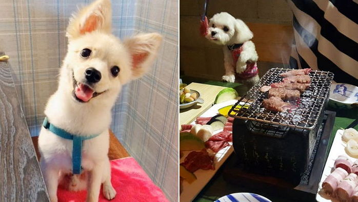 ‘반려견’과 동반 입장 가능한 서울 레스토랑 6곳