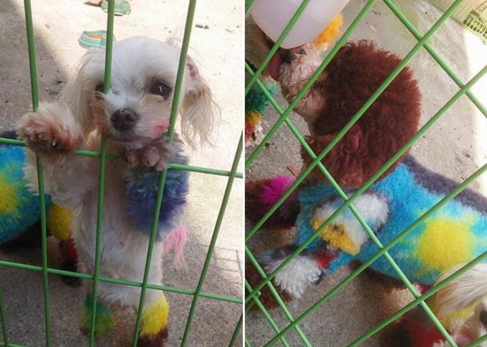 “대회 위해 강아지들 온몸에 염색한 애견샵을 신고합니다”