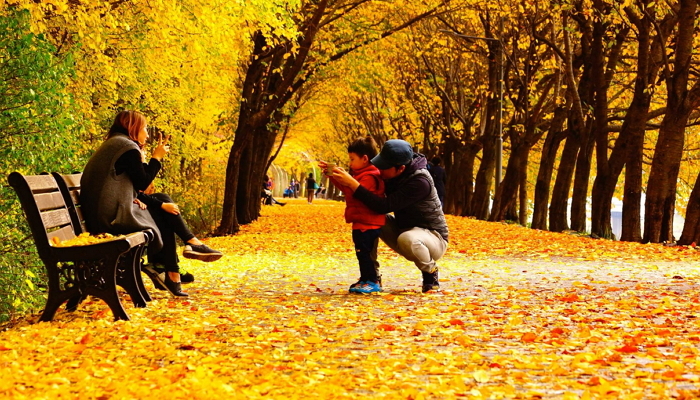곧 길거리서 볼 수 있는 화려한 단풍 (사진 6장)