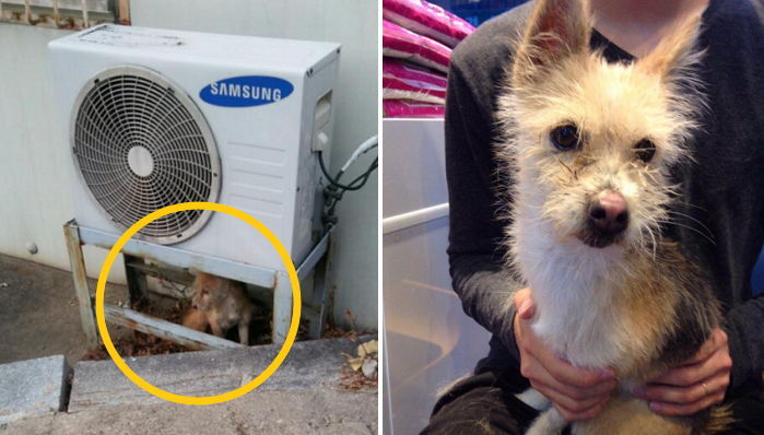 온몸에 가시 박힌 채 꼼짝없이 주인 기다리던 유기견 ‘고순이’