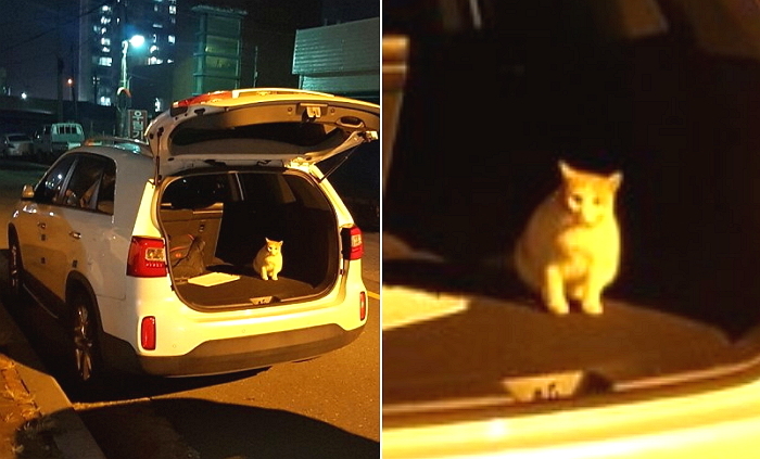 “나를 데려가라”며 차에 몰래 숨어든 길냥이
