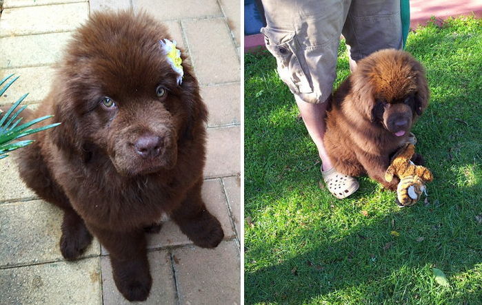 “작은 강아지인줄 알았는데”…일주일에 1kg씩 살쪄 곰처럼 커버린 멍멍이