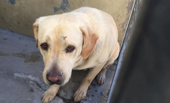 4년 함께한 가족에게 버림받은 강아지의 슬픈 눈망울