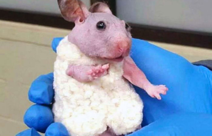 버림받은 ‘무모증’ 햄스터가 따뜻한 털옷을 받았다
