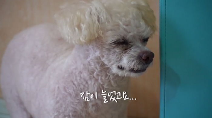 치매 걸린 늙은 강아지가 주인 곁을 떠나기 전 보이는 행동