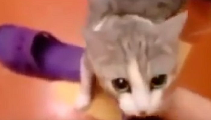 주인이 물에 빠진 척 하자 아기 고양이가 보인 행동 (영상)