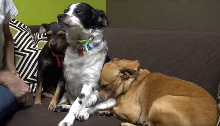 문 앞에서 죽은 주인만 기다리던 강아지 삼형제 (영상)