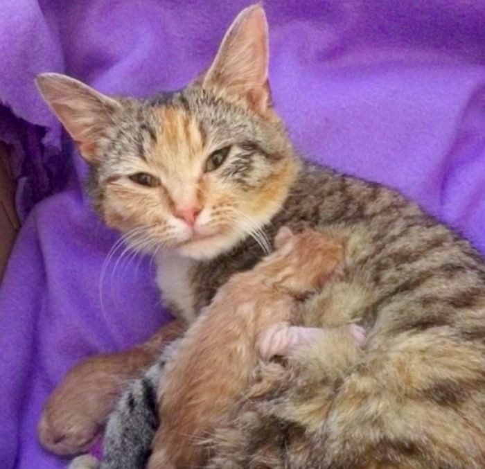 새끼 죽을까봐 품서 놓지 못하는 엄마 고양이 (영상)