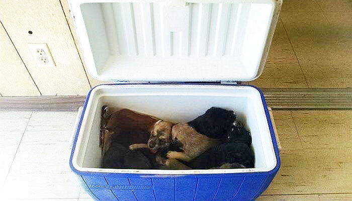 ‘아이스박스’ 속에 담겨 길가에 버려진 강아지들 8마리