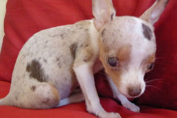 주인이 밥 굶겨서 뇌 반쪽이 쪼그라든 ‘티컵 강아지’