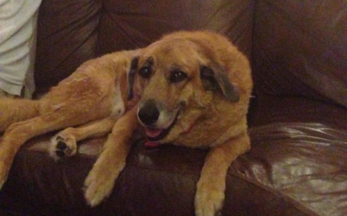 주인이 세상 떠난 반려견의 ‘물그릇’을 보고 오열한 이유