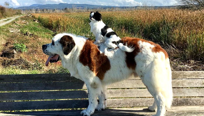 오빠 넓은 등이 너무 좋아 한시도 떨어지지 않는 ‘어부바’ 강아지