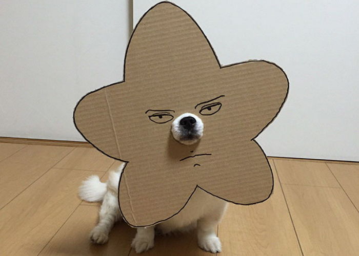 ‘라면 박스’로 강아지에게 깜찍 가면 만들어준 주인 (사진 11장)