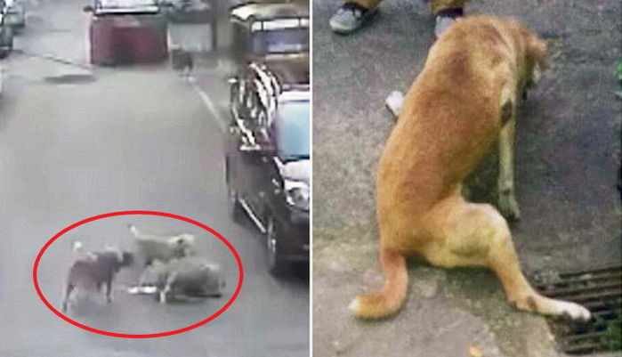 친구가 ‘뺑소니 사고’ 당하자 달려와 보살펴준 멍멍이들