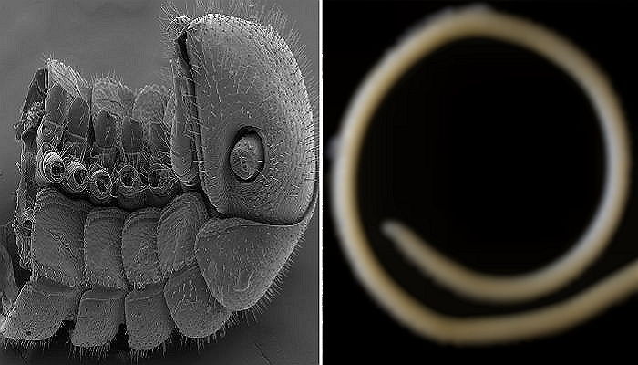 ‘414개 다리’와 ‘4개의 성기’를 가진 벌레가 발견됐다