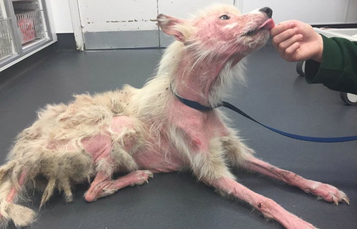 털 다 빠진 채 길거리 떠돌다 구조된 셰퍼드