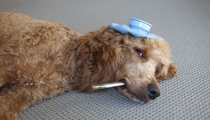 반려견이 치사율 1위 ‘파보’에 걸렸다는 증거 4가지