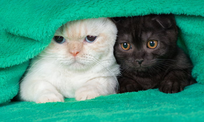 “재수없다”라는 이유로 입양률 낮은 ‘검은 고양이’