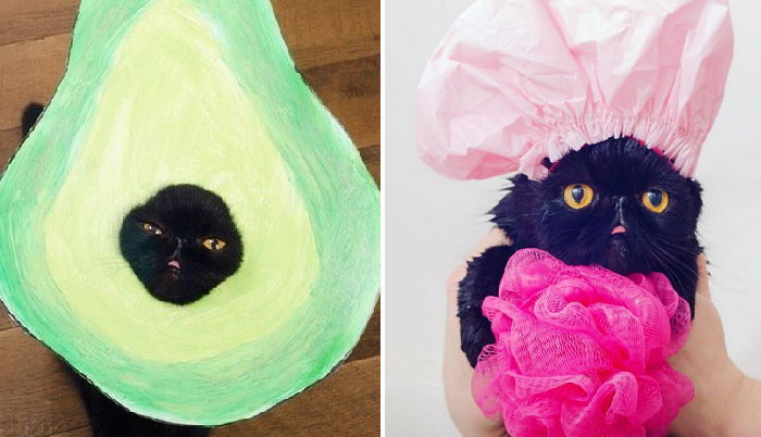 핼러윈 코스프레 선보이며 매력 뽐내는 ‘메롱 고양이’ (사진)