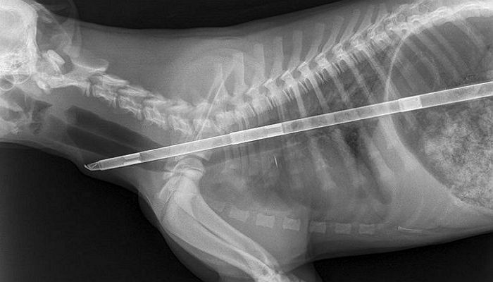‘45cm’짜리 금속 막대 삼켰다 극적으로 살아난 리트리버