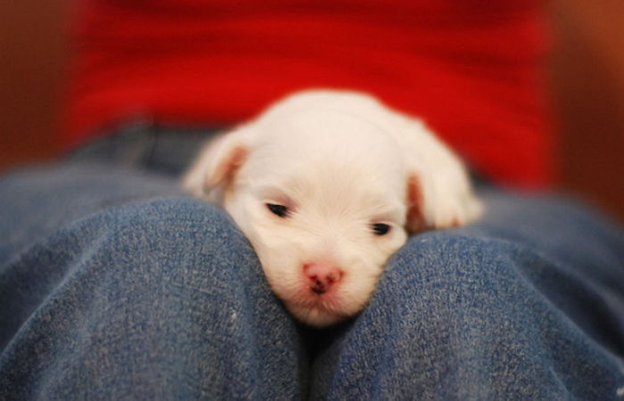 ‘심쿵 유발’ 초미니 아기 강아지 모음전 (사진 15장)