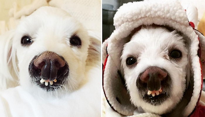 안락사 전 목숨 구해준 새 주인에게 ‘덧니 미소’ 짓는 강아지