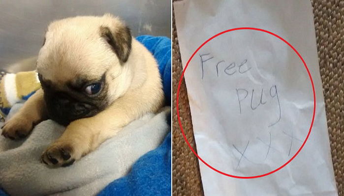“가져가세요”란 쪽지 한 장과 함께 공원에 버려진 아기 퍼그