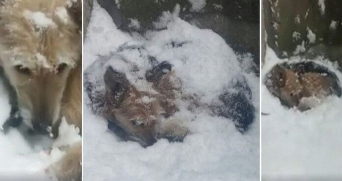 눈 속에 파묻힌 강아지는 오직 주인만 기다렸다 (영상)