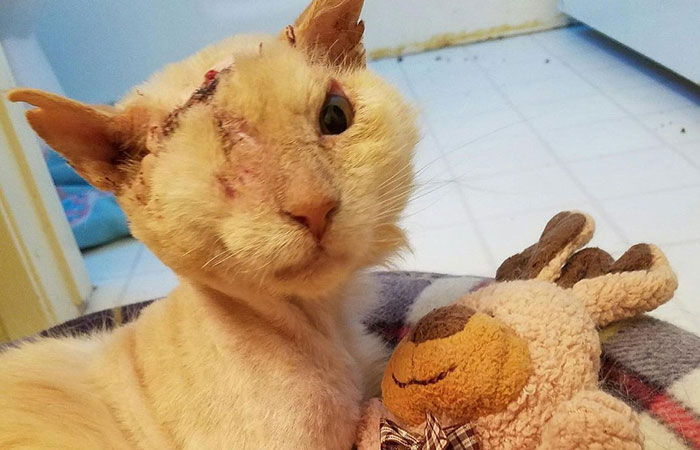 염산 테러로 한쪽 눈 잃었지만 사람 보면 미소 짓는 고양이