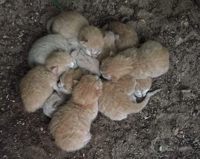 어미에게 버림받고 옹기종기 모여 의지하는 새끼 고양이