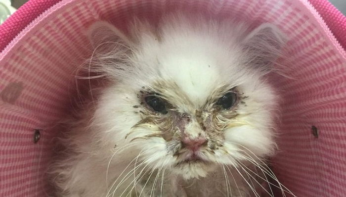 죽어가는 고양이 입양한 여성…그리고 놀라운 변화