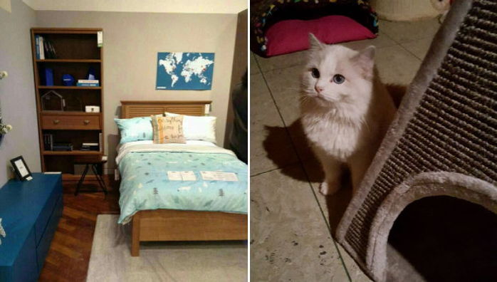 최순실 딸 정유라가 키우는 명품 고양이의 가격