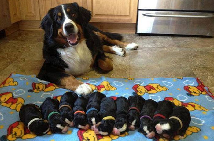 “우리집 강아지가 11마리 새끼들의 엄마가 됐어요”